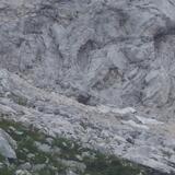 Alpský kozoroh